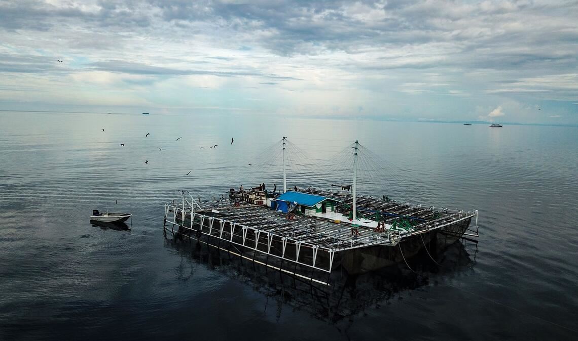 Viele Walhaie tragen Narben durch Fischerei und Tourismus Bagans - für die Fischerei verwendete Plattformen - sind in Indonesien für viele der Verletzungen bei Walhaien verantwortlich.