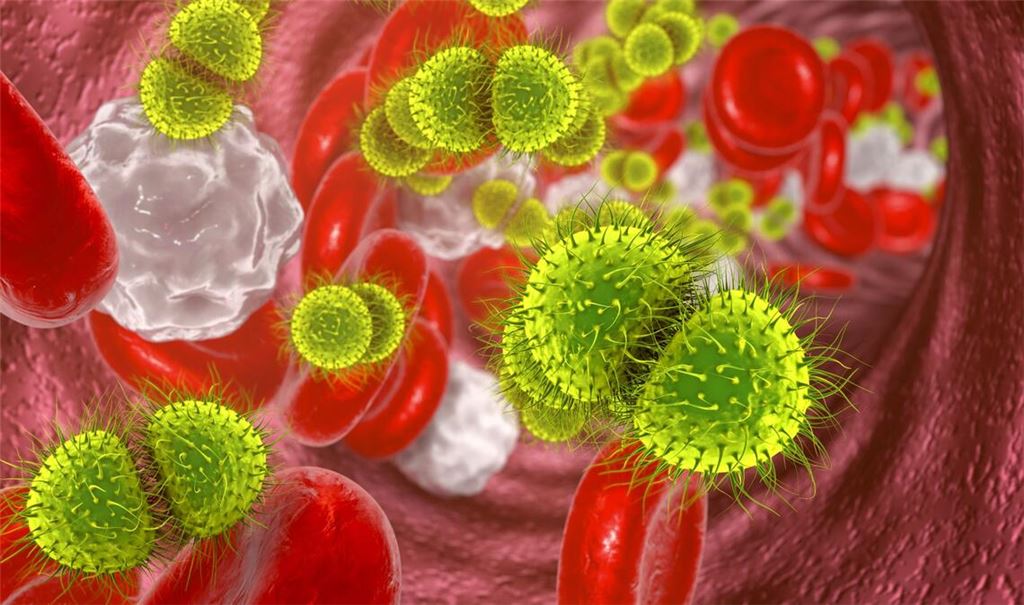 Bakterien der Gruppe „Neisseria meningitidis“, auch Meningokokken genannt, verursachen eine eitrige Hirnhautentzündung (Meningitis), mitunter auch eine Blutvergiftung (Sepsis).