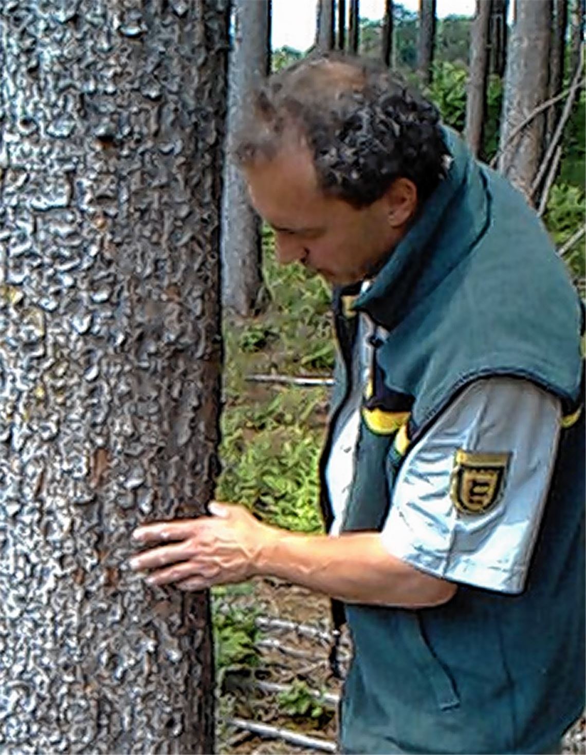 Banger Blick: Borkenkäfer sind ein Horror für jeden Forstmann.