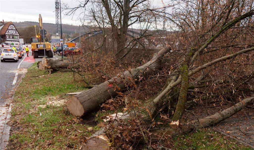 Baumfällaktion an der Enzstraße: Zwei Linden müssen für die Radweg-Route weichen. Foto: Fotomoment