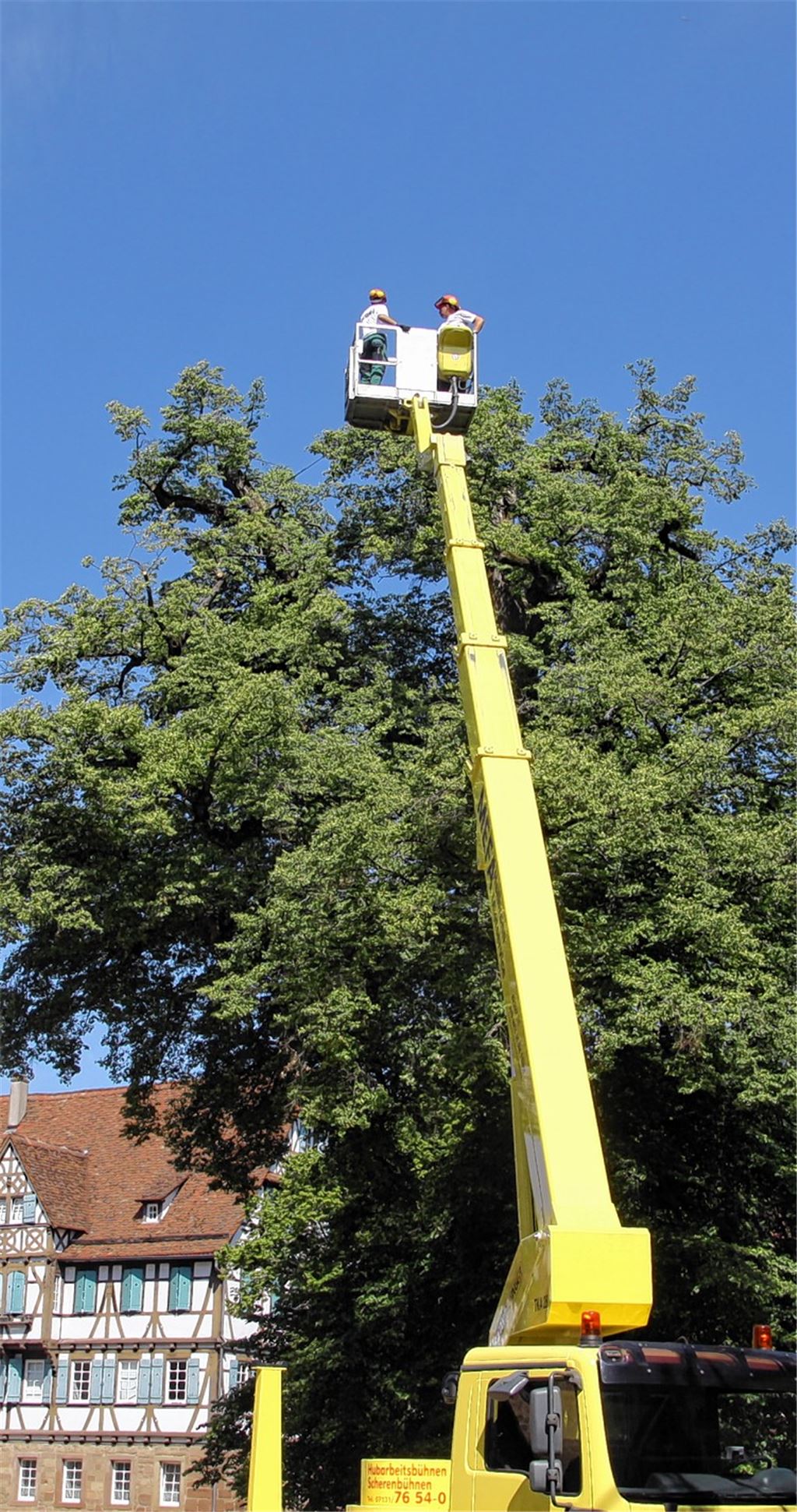 Baumpfleger aus Heilbronn stutzen die mächtige Linde vor dem Maulbronner Kloster.
