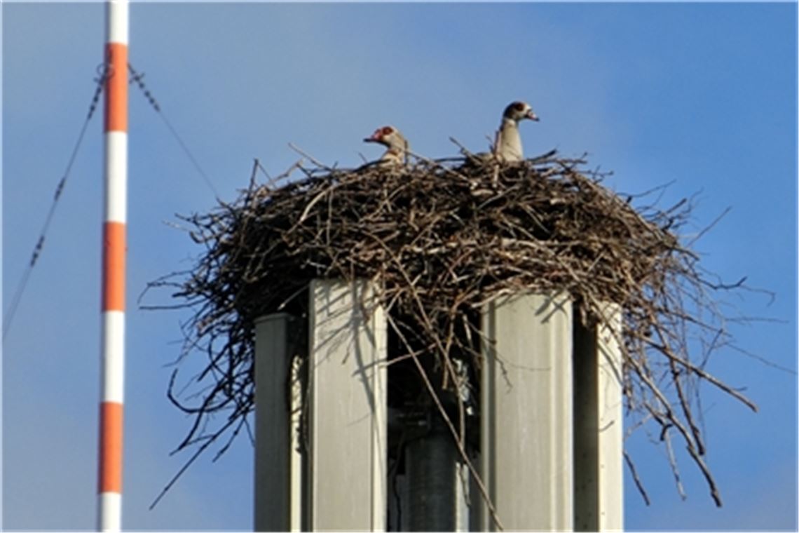 Beanspruchen die Nilgänse das Storchennest für sich? Andere Untermieter sind keine Konkurrenz – etwa der Haussperling. Fotos: privat (Marion Streit, Dr. Stefan Bosch)