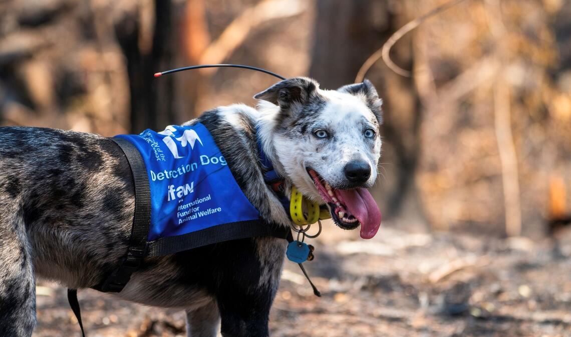 Bear wurde mit seiner feinen Nase im "Schwarzen Sommer" weltberühmt. (Archivbild)