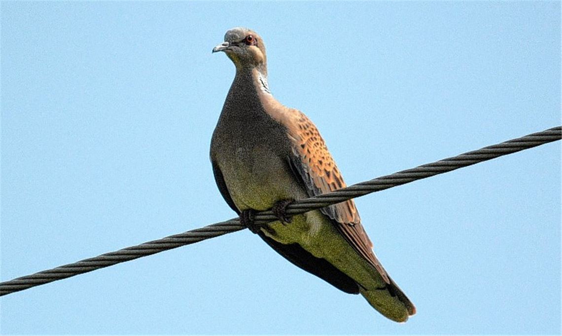 Bedrohte Schönheit: Die Turteltaube ist im Enzkreis extrem selten geworden. Dieses Schicksal teilt sie mit vielen anderen Tier- und Pflanzenarten.Lechner