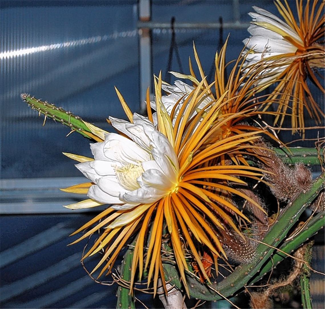 Beeindruckend: die Blüten der Kakteenart „Königin der Nacht“.