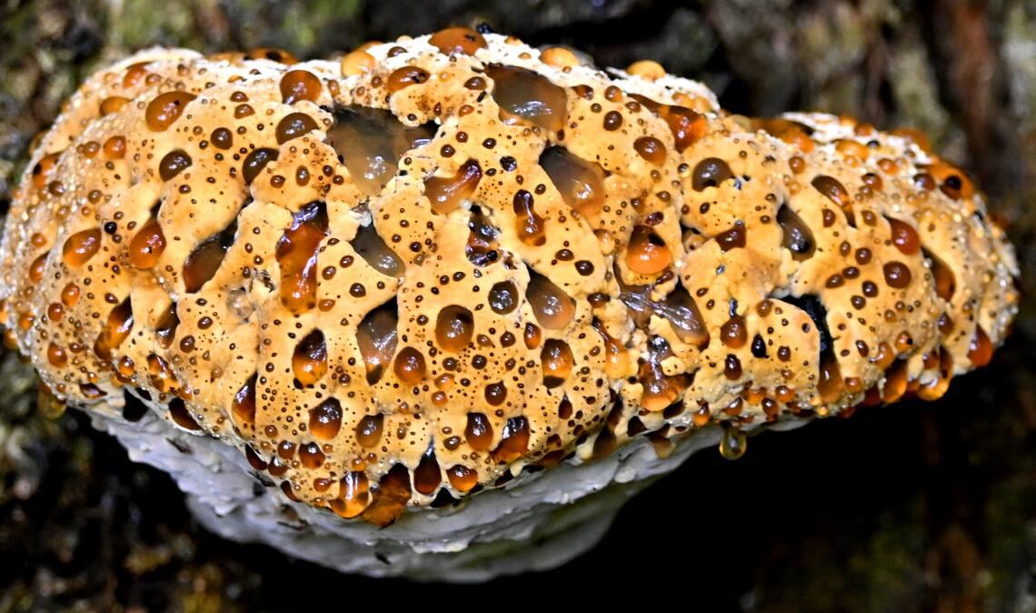 Beeindruckender Anblick: der „Tropfende Schillerporling“. Foto: Lechner