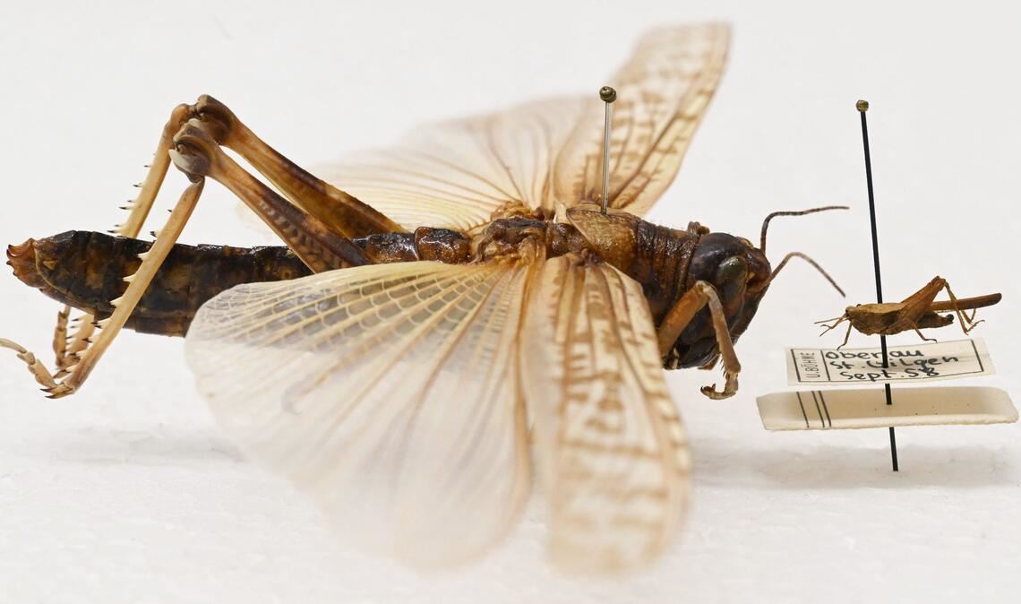 Beeindruckender Größenunterschied: Während die Dornschrecke (rechts) hierzulande häufig vorkommt, werden Wanderheuschrecken (links) eher in Terrarien gehalten.