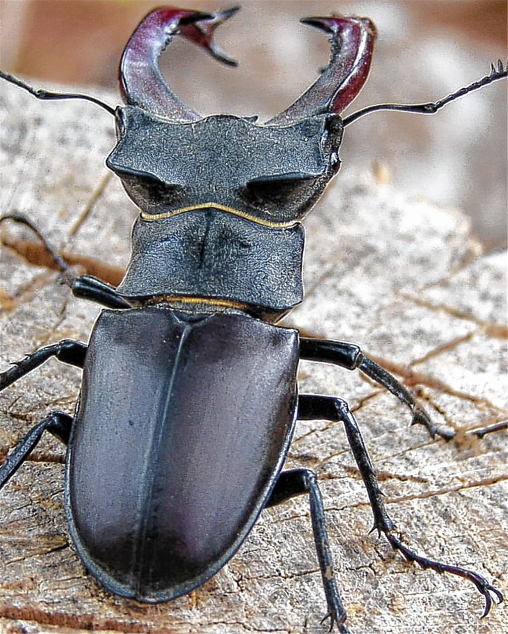 Beeindruckender Hirschkäfer.