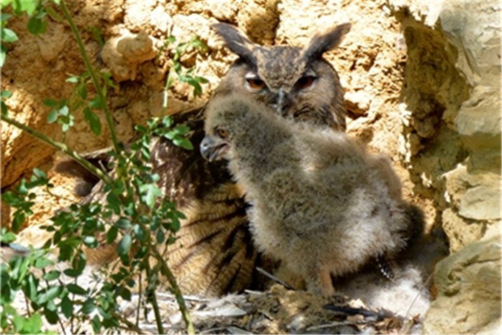 Beeindruckender Vogel: Der Uhu ist in der Region wieder auf dem Vormarsch. Foto: Lechner