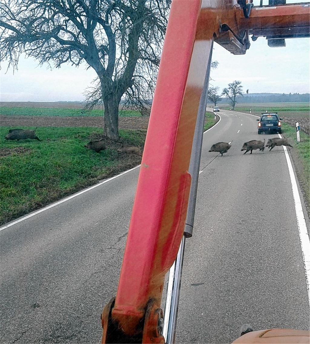Begegnung: Schwarzkittel jagen direkt vor einem Traktor über die Straße. Manchmal endet die wilde Flucht mitten im Ort.Archivfoto: Weigel