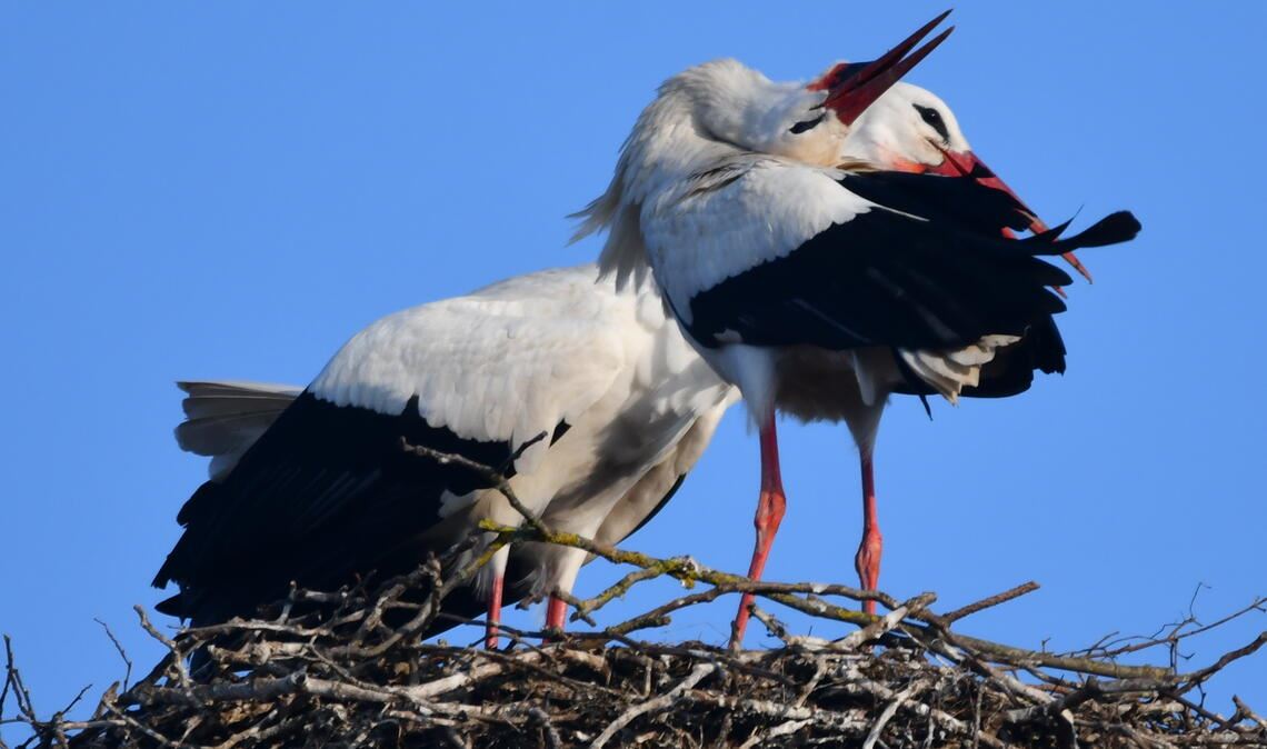 Begrüßung mit Geklapper. Fotos: Bosch