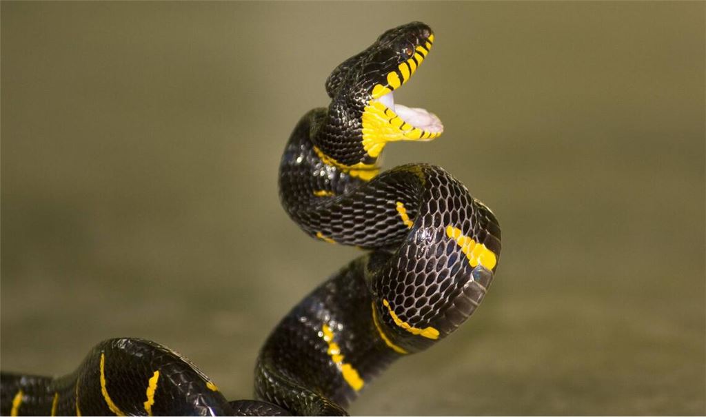 Bei Nattern wie der Mangrovennatter (Boiga dendrophila) sitzen die Fangzähne weiter hinten am Kiefer, so dass sie ihr Maul weiter aufsperren müssen. Um Zeit zu sparen, reißen diese Giftschlangen daher ihr Maul schon zu Beginn des Zustoßens weit auf.