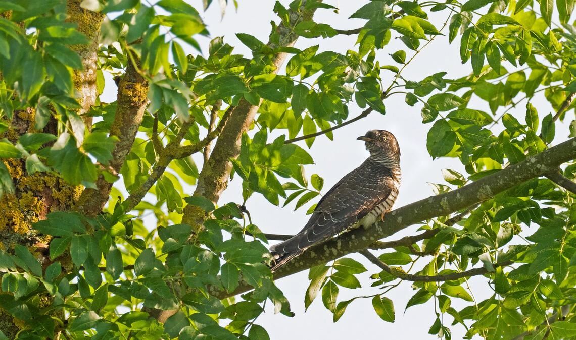 Bei den Kuckucken hört man in der Regel nur die Männchen rufen. (Symbolbild)