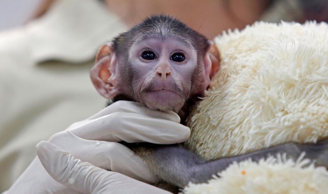 Bei der Geburt vor knapp zwei Monaten wog das Äffchen bloß 443 Gramm.