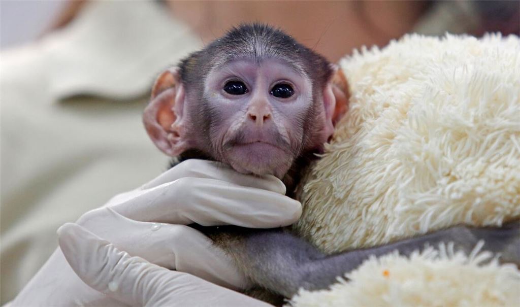 Bei der Geburt vor knapp zwei Monaten wog das Äffchen bloß 443 Gramm.