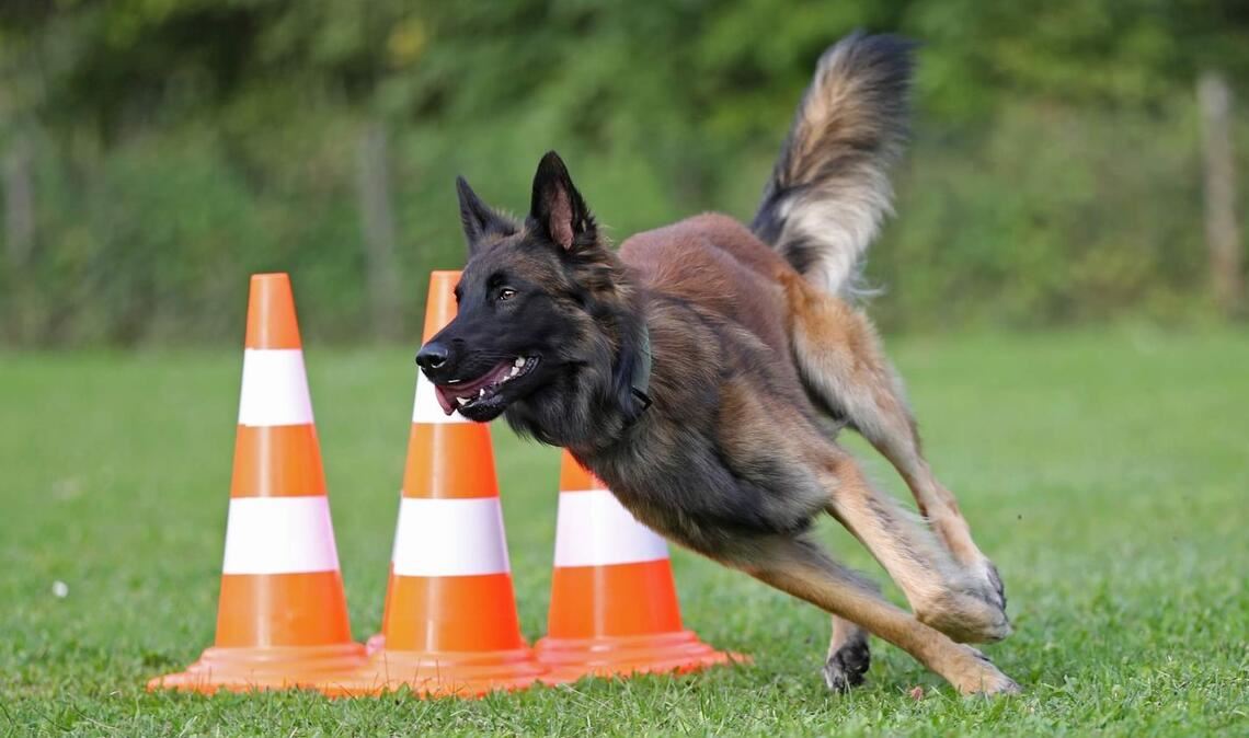 Bei der Kombiprüfung stehen die Hunde im Mittelpunkt.