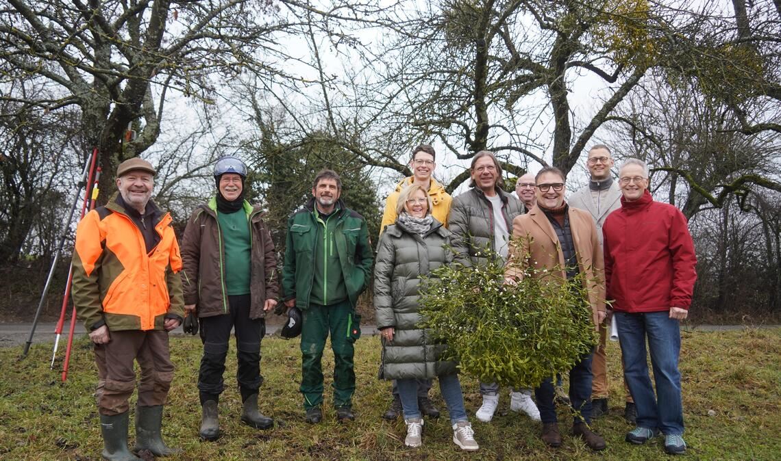 Bei der Mistelbekämpfung ziehen viele Akteure an einem Strang, darunter Obstbauberater Bernhard Reisch, Dezernent Holger Nickel, Kieselbronns Bürgermeister Heiko Faber (v.re.), Neulingens Bürgermeister Michael Schmidt (Fünfter von rechts) und Jorge Krist vom Landschaftserhaltungsverband (li. daneben). Im Bild rechts: In Zweier-Teams kümmern sich die Fachwarte um das Entfernen der Misteln. Die Grobarbeiten erledigen sie mit dem Hochentaster, bevor sie zur Feinarbeit mit einer Leiter in den Baum steigen, um die Samen von der Rinde zu entfernen, etwa durch das Bürsten mit abgeschnittenen Handfegern. Fotos: Roller