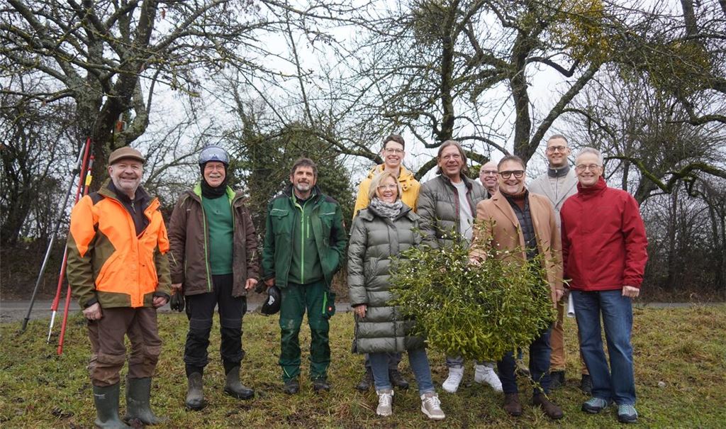 Bei der Mistelbekämpfung ziehen viele Akteure an einem Strang, darunter Obstbauberater Bernhard Reisch, Dezernent Holger Nickel, Kieselbronns Bürgermeister Heiko Faber (v.re.), Neulingens Bürgermeister Michael Schmidt (Fünfter von rechts) und Jorge Krist vom Landschaftserhaltungsverband (li. daneben). Im Bild rechts: In Zweier-Teams kümmern sich die Fachwarte um das Entfernen der Misteln. Die Grobarbeiten erledigen sie mit dem Hochentaster, bevor sie zur Feinarbeit mit einer Leiter in den Baum steigen, um die Samen von der Rinde zu entfernen, etwa durch das Bürsten mit abgeschnittenen Handfegern. Fotos: Roller