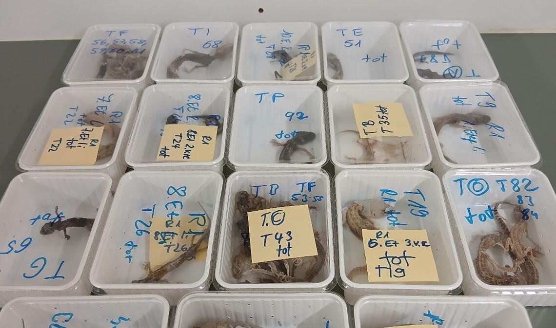 Bei einem Reptilienhalter in Unterfranken haben Mitarbeiter des Veterinäramtes 96 Geckos gefunden - 32 der Tiere waren bereits verendet.