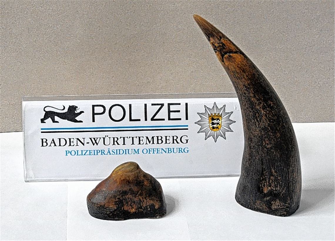 Bei einer Durchsuchung entdeckt: wertvolle Rhinozeros-Hörner, die aus einem Einbruch stammen könnten.