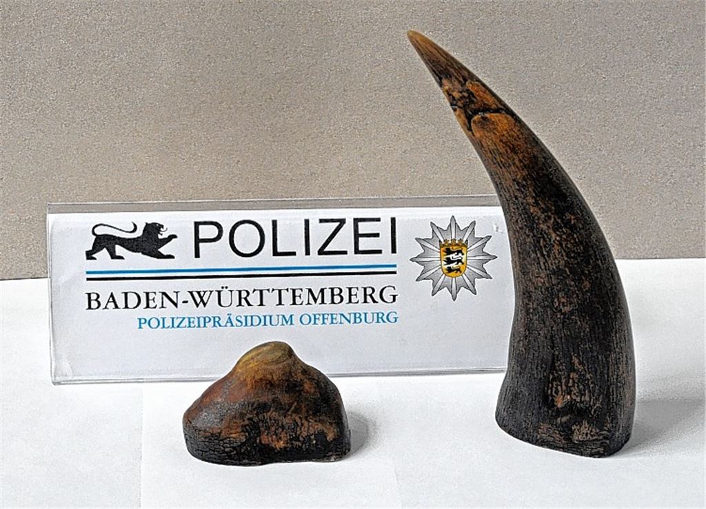 Bei einer Durchsuchung entdeckt: wertvolle Rhinozeros-Hörner, die aus einem Einbruch stammen könnten.