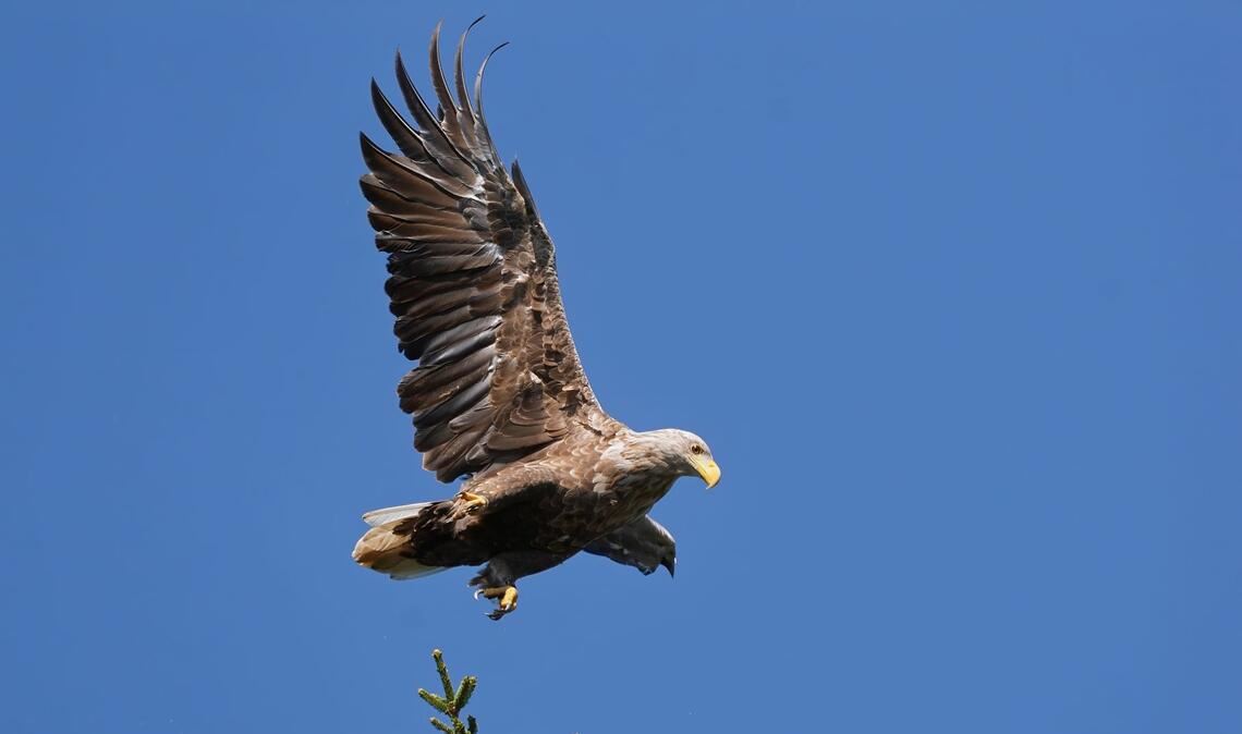 Bei einer Flugshow der Greifenwarte der Burg Guttenberg ist der junge Seeadler Romeo davongeflogen - seitdem fehlt von dem Vogel jede Spur. Auf dem Bild ist nicht der entflogen Adler zu sehen (Symbolfoto).