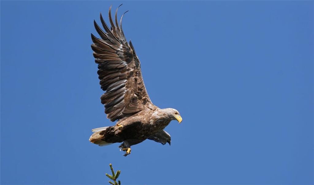 Bei einer Flugshow der Greifenwarte der Burg Guttenberg ist der junge Seeadler Romeo davongeflogen - seitdem fehlt von dem Vogel jede Spur. Auf dem Bild ist nicht der entflogen Adler zu sehen (Symbolfoto).