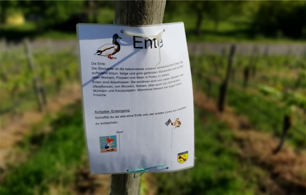 Bei einer von insgesamt acht Stationen in den Weinbergen wird der Entengang gefordert.Foto: Huber