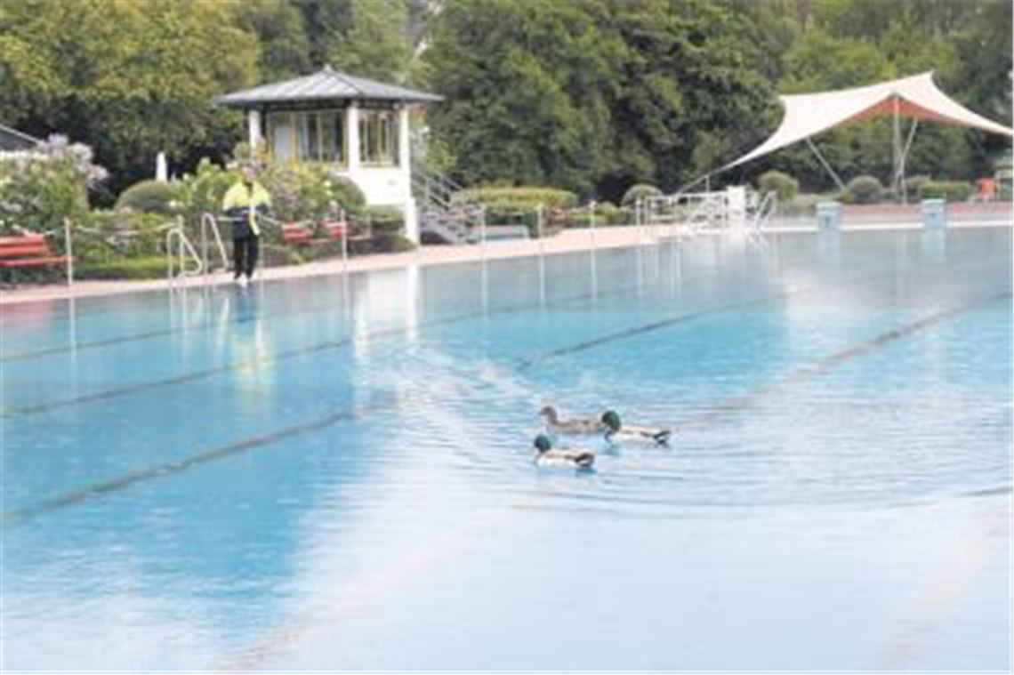 Bei frischen Temperaturen kommt den gefiederten Badegästen keiner in die Quere. Foto: Sadler