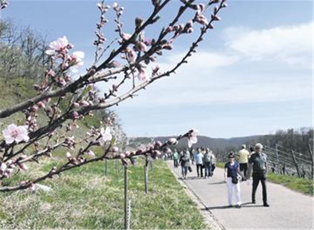 Bei frühsommerlichem Wetter strömen zahlreiche Besucher in die Diefenbacher Weinbergen und freuen sich über die Mandelblüten. Foto: Garhöfer
