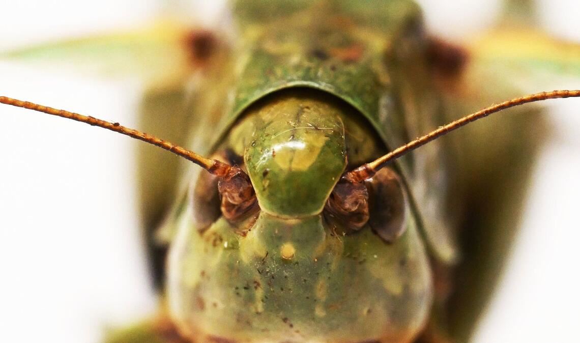 Bei genauer Betrachtung kann man das Gesicht des Warzenbeißers gut erkennen.