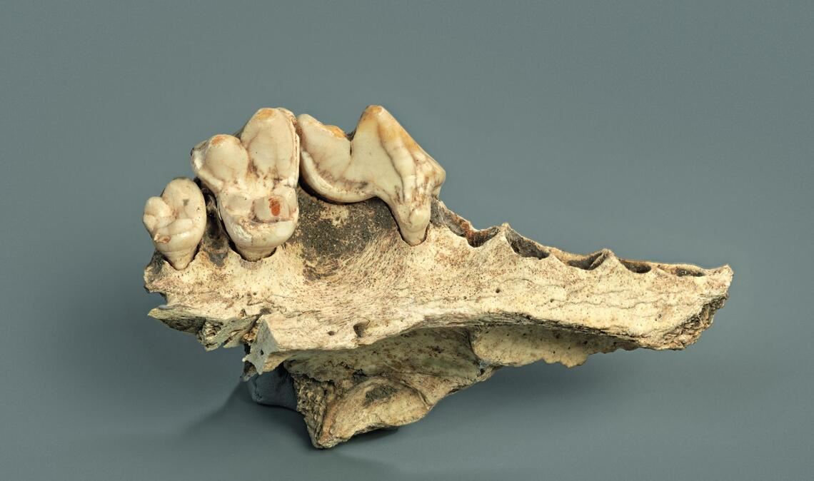 Bei manchen Überresten war bisher nicht eindeutig, ob sie von Hunden stammen.