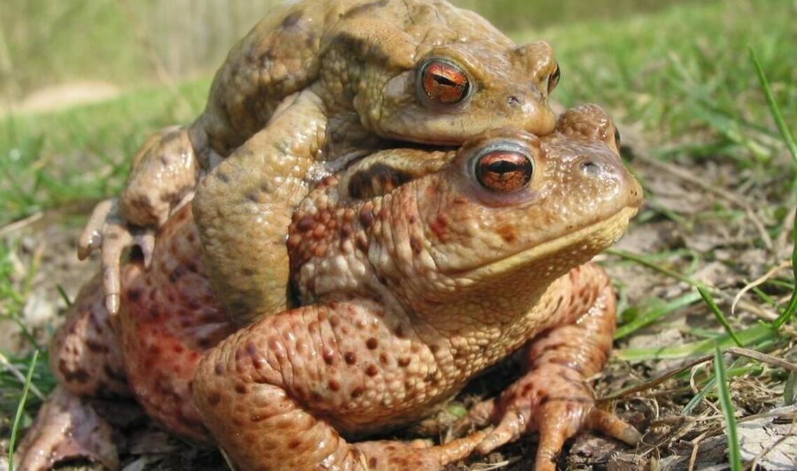 Bei milden Temperaturen vorzugsweise nachts und bei feuchter Witterung sind Amphibien – wie hier im Bild ein Erdkrötenpaar – wieder unterwegs von ihren Winterquartieren zu den Laichgewässern. Dazu gehört auch der Wullesee. Foto: Thomas Köberle