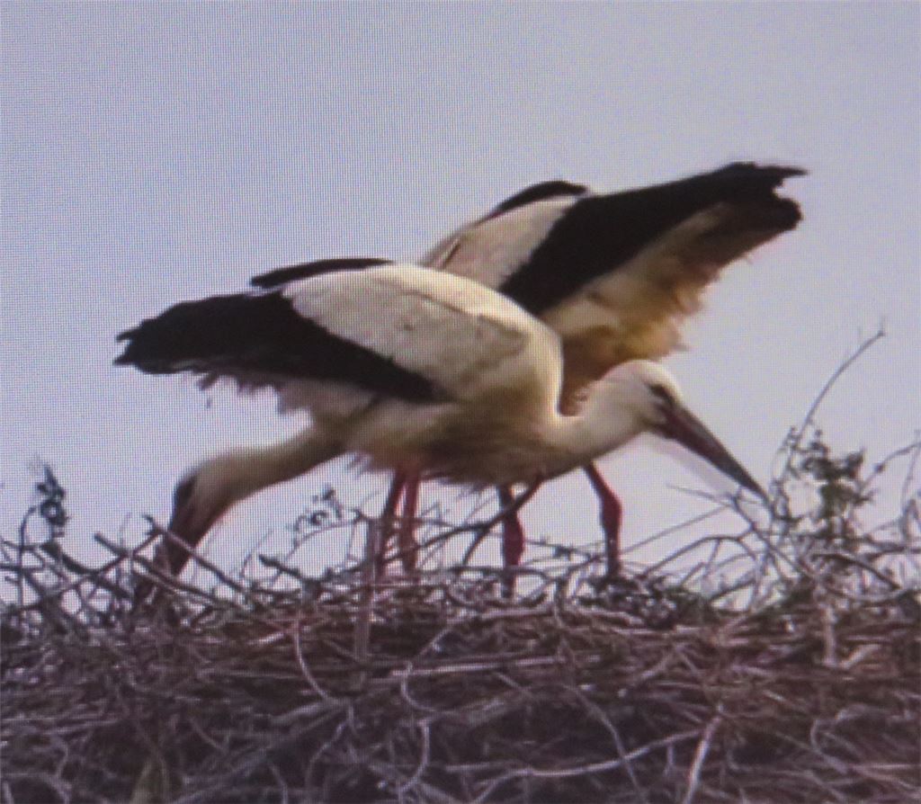 Beide Elterntiere im Nest. Foto: Becker