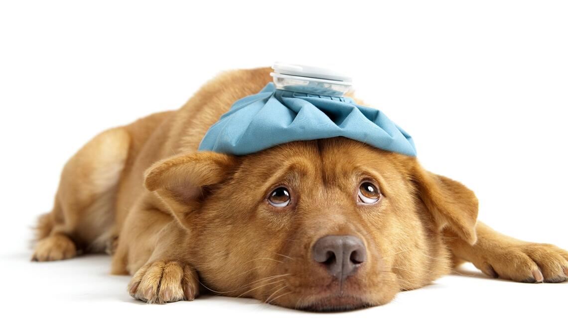 Beim Erkennen von Schmerzen ihrer Tiere stoßen viele Halter an Grenzen.