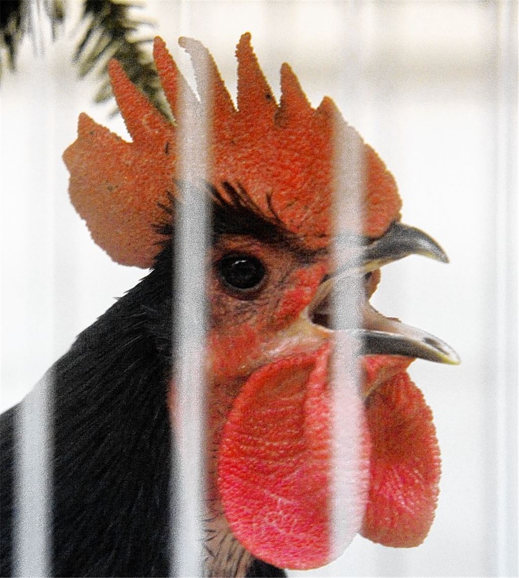 Züchter in Serres präsentieren ihre Tiere