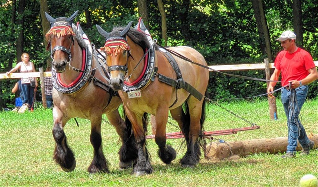 Geballte Pferdestärken in Knittlingen