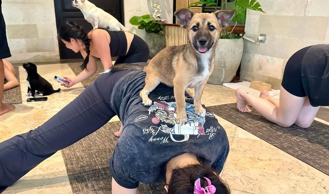 Beim Puppy Yoga springen die Welpen gerne auf den Rücken der Teilnehmer.