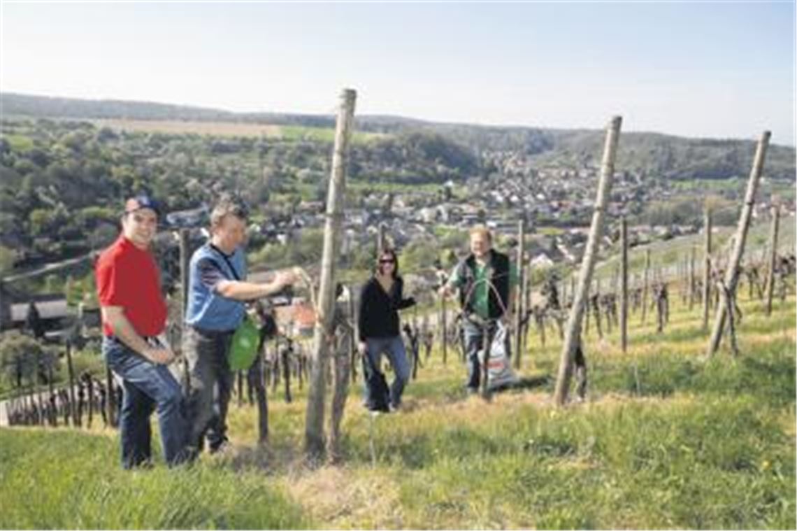 Beinarbeit: Die Schädlingsbekämpfung in den Weinbergen erfordert eine gute Kondition von Wengertern und ihren Helfern. Fotos: Hansen
