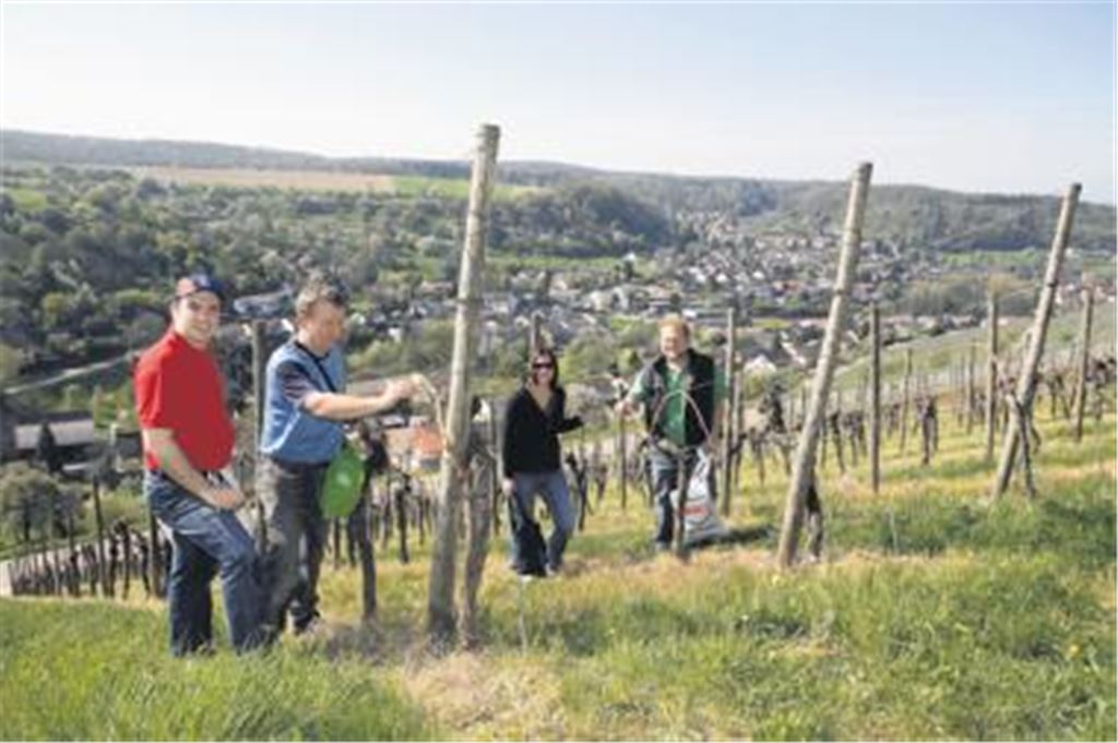 Beinarbeit: Die Schädlingsbekämpfung in den Weinbergen erfordert eine gute Kondition von Wengertern und ihren Helfern. Fotos: Hansen