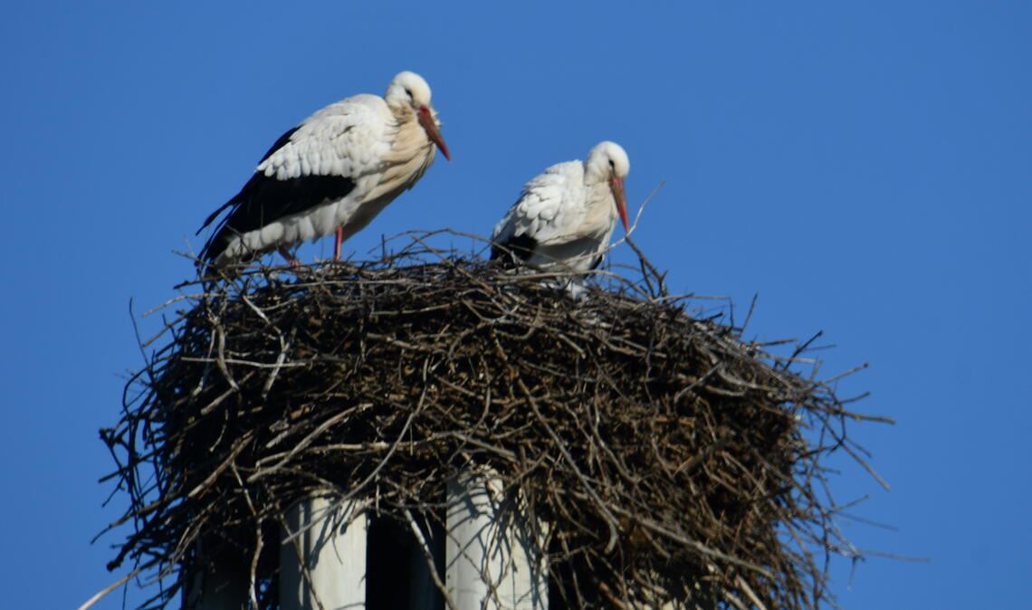Beleg der ersten Sichtung des Ornithologen Dr. Stefan Bosch. Fotos: Archiv, Becker, privat