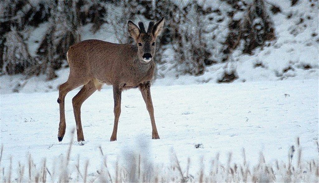 Nicht die Frau vom Hirsch