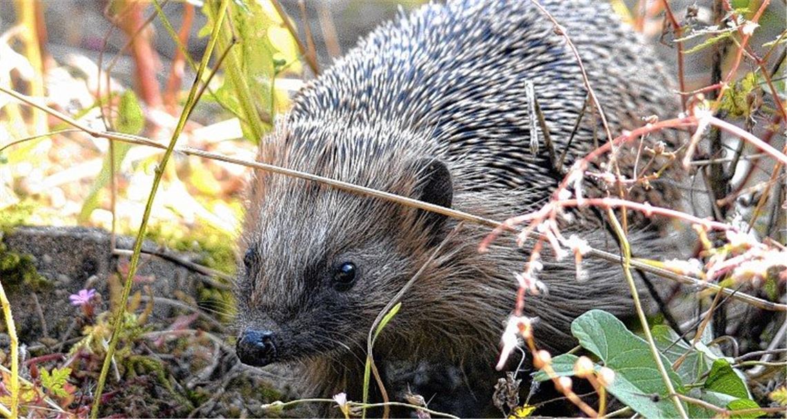 Lebensraum für Igel wird immer knapper