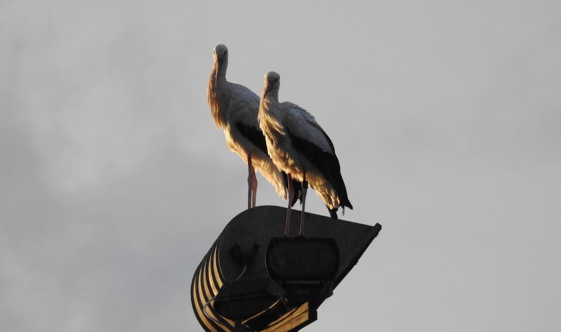 Beliebter Landeplatz: Tagsüber sind die Störche zur Nahrungssuche auf den Wiesen im Enztal unterwegs, in der Dämmerung fliegen sie an den Sportplätzen ein und besetzen Flutlichtmasten. Fotos: Bosch