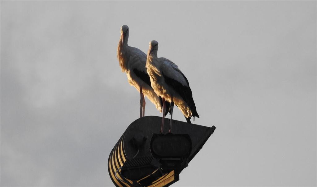 Beliebter Landeplatz: Tagsüber sind die Störche zur Nahrungssuche auf den Wiesen im Enztal unterwegs, in der Dämmerung fliegen sie an den Sportplätzen ein und besetzen Flutlichtmasten. Fotos: Bosch