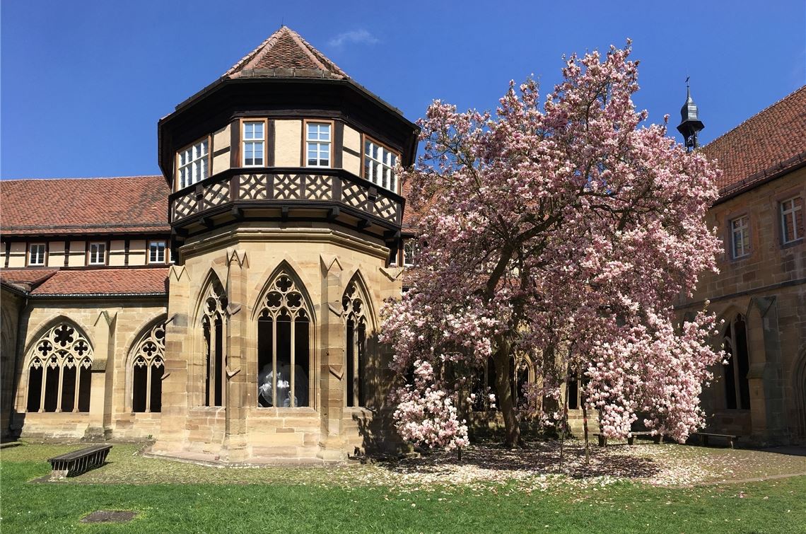 Beliebtes Fotomotiv für Klosterbesucher: die Magnolienblüte. Foto: ssg/Laura Hinz