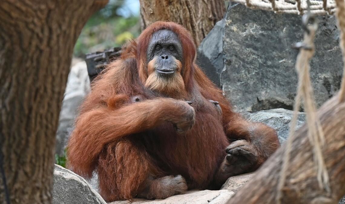 Wohl ältester Orang-Utan der Welt - Ziehsohn hält Bella fit Bella hat nur noch zwei Zähne, einen Dickkopf und liebt Bananen und Karotten.