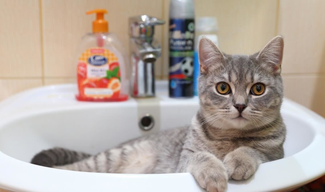 Beobachtung aus dem Waschbecken heraus: Warum folgen Katzen uns so oft zur Toilette?
