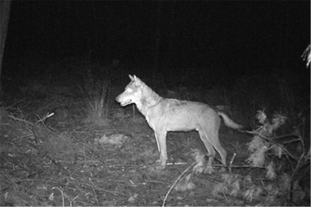Bernhard Brenneis (s. Foto unten) ist Wildtierbeauftragter und hat den auf dem obigen Foto abgebildeten Wolf selbst mit der Nachtbildkamera eingefangen. Fotos: privat/ Brenneis