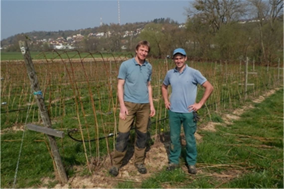 Besondere Herausforderung: Thomas Aichele (li.) und Conrad Adrion bauen gemeinsam Himbeeren an, die teilweise durch Folientunnel geschützt sind. Fotos: Enzkreis/Friopics Silas Schüller